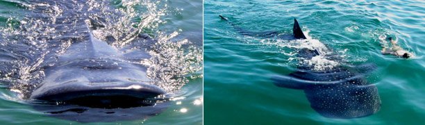 Nada con e tiburon ballena